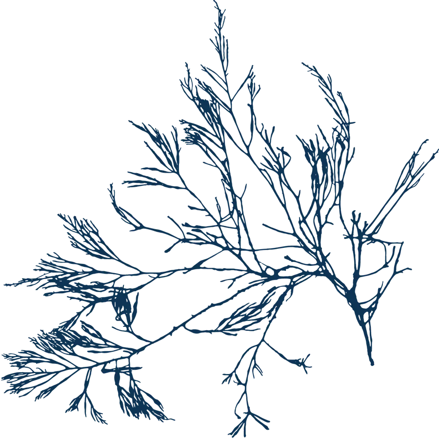 one color piece of seaweed in light blue that looks like a cyanotype